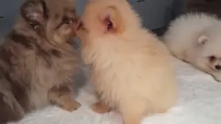 Yurda sokulmak istenen 5 yavru köpek ele geçirildi