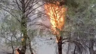Ayvalık’taki orman yangını kontrol altına alındı