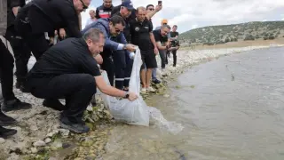 Porsuk Barajı Göleti’ne 107 bin 500 balık yavrusu bırakıldı