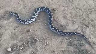 Engerek yılanının ısırdığı kadın Manisa’ya sevk edildi