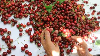 ABD ve Avrupa kirazda bu aromayı özellikle istiyor