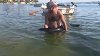 Erdek’te karaya vuran yavru yunus seferberliği