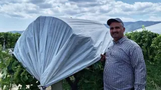 Sarıgöl Ovası üzüm için beyaza büründü