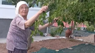 85 yaşındaki çift, dut pekmezi üretimini sürdürüyor