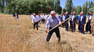 Binali Yıldırım Harman Şenliği’nde tırpan salladı