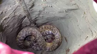 Aracının motorunda yılanı gören sürücü soluğu itfaiyede aldı