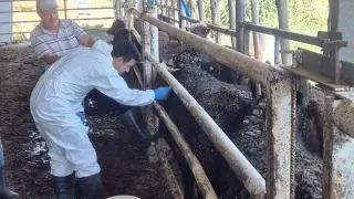 Uruguay’dan getirilen sığırlar Simav’da kontrolden geçiyor