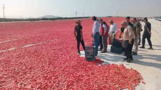Saruhanlı’da bin 500 ton kuru domates ihraç ediliyor