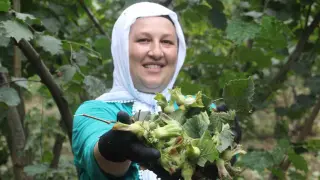 ‘Yeşil altın’ fındıkta ilk hasat başladı