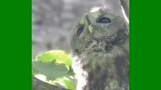 Doğanın gizemli bekçisi alaca baykuş Kayseri’de görüntülendi