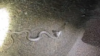 Yılanın balık avladığı anlar kamerada