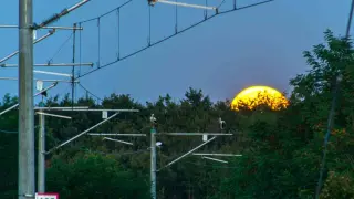TCDD’den göçmen kuşlar için kapsamlı çalışma