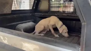Pire istilasına uğrayan sokakta kan donduran görüntüler