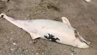 Boğaz’da yunus ölümleri devam ediyor, vatandaşlar tedirgin