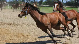 TİGEM’in 2026 karında patlama bekleniyor