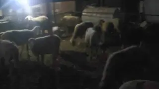 Firar eden 50 koyun jandarmanın dronu ile bulundu