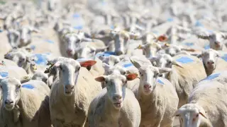 18 bin 393 gebe düve, 9 bin 800 küçükbaş dağıtıldı
