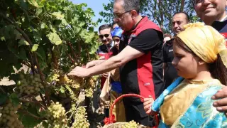 Gökçeada’da çekirdeksiz üzüm hasadı