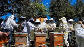 Arının zehri bilimle değere dönüşüyor
