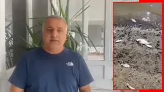 Bursa’nın içme suyu barajına giden derede balık ölümleri