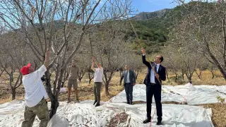 Datça’da bademde hasat devam ediyor