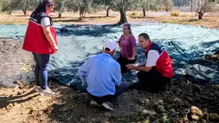 Gömeç te Zeytin Hasadına başlandı