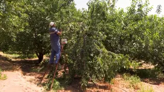 Su tarlaya ulaştı, Emirler’de kiraz üretimi arttı