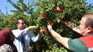 Muğla Ortaca’da Nar hasadı başladı