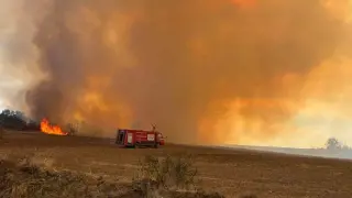 Kaplumbağalar ve yabani hayvanlar da etkilendi