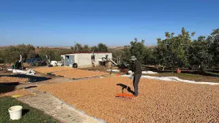 Beyşehir’de ceviz mesaisi hızlandı