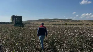 Aliağa’da beyaz altın hasadı başladı