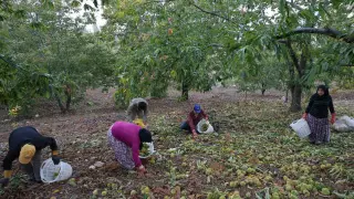 Aydın’da dağlardaki kestane hasadı sona erdi