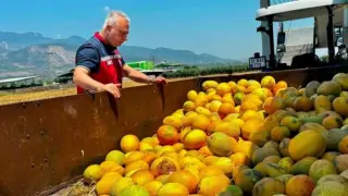 Tescilli Kırıkhan kavununda hasat devam ediyor