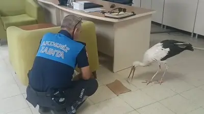 Yaralı leylek koruma altına alındı