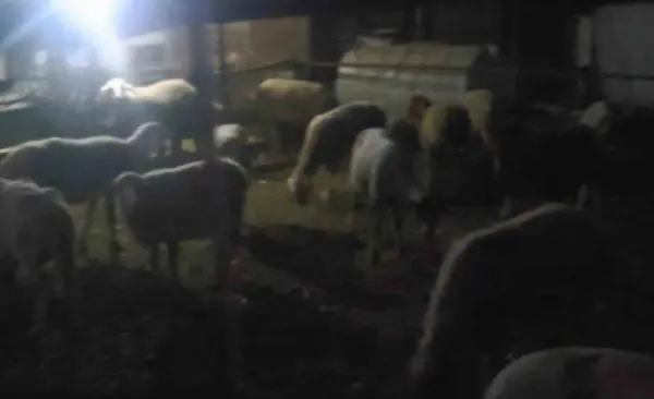 Firar eden 50 koyun jandarmanın dronu ile bulundu